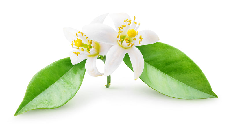 Isolated orange blossoms on a branch