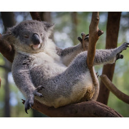 Koala i Tree-500×500