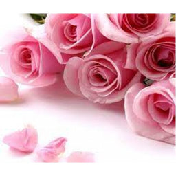 Rose Oil Diffuser 50ml + 8 Rattan Sticks - Image 2