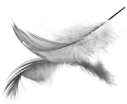100% Feather Pillow x 2 - Image 5
