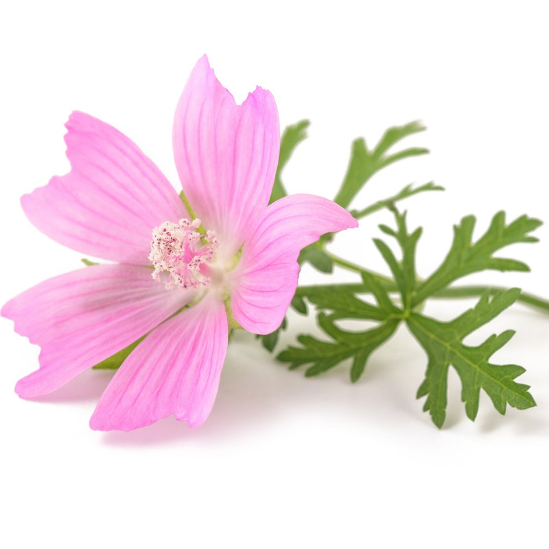 Musk Room Spray - Image 2