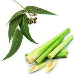 Lemongrass & Eucalyptus Oil Diffuser 50ml + Rattan Sticks - Image 2