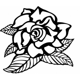 White Gardenia Moisturiser x 50 - Image 2