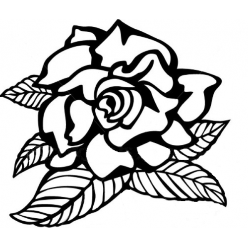 White Gardenia Moisturiser x 50 - Image 2